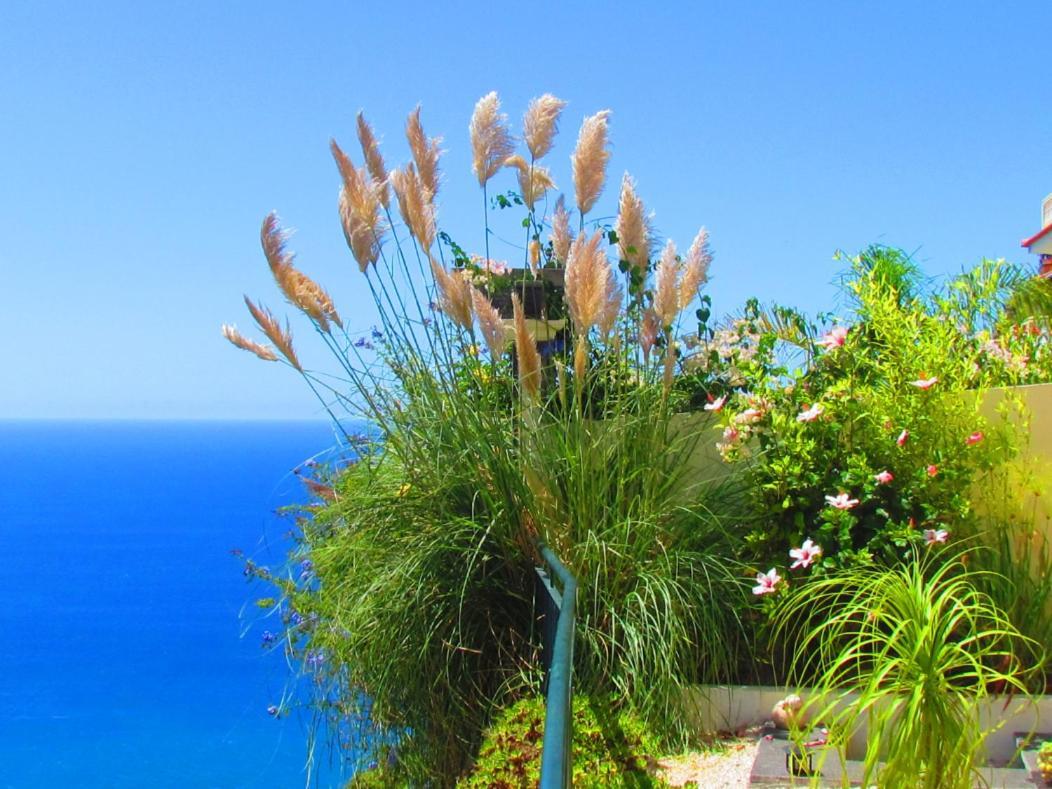 Casa Serena Apartments Arco da Calheta  Ngoại thất bức ảnh